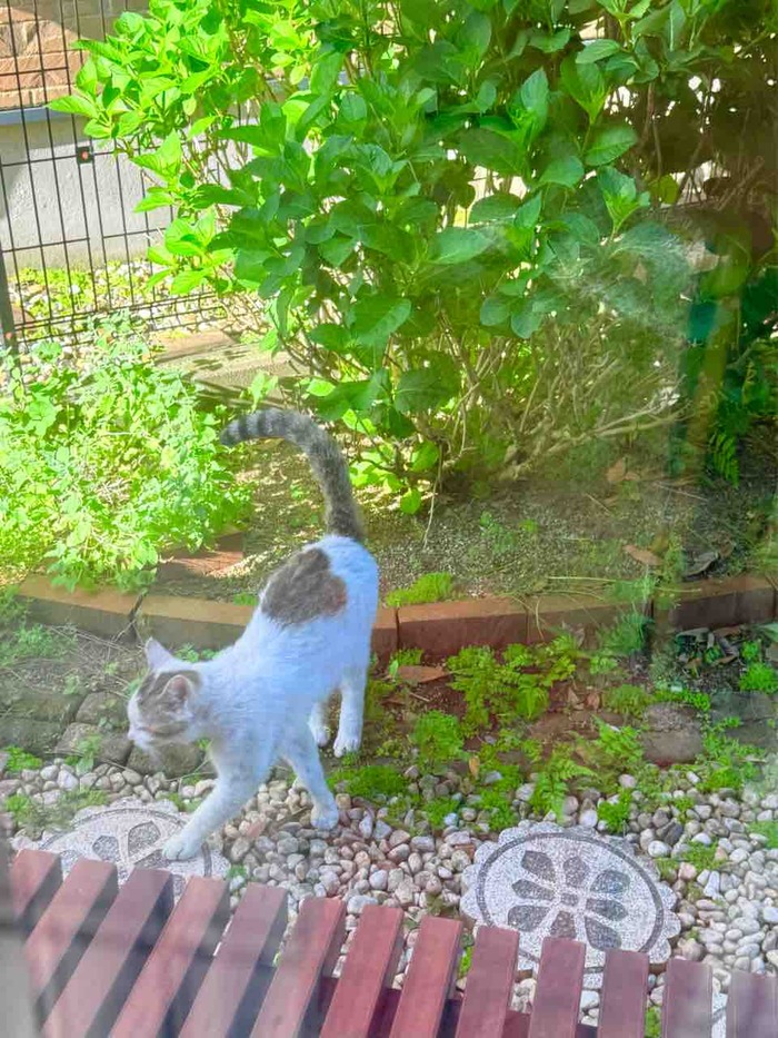 Heart-chan in the garden